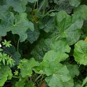 Alcea ficifolia